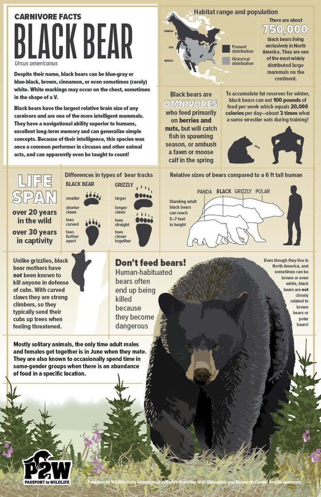 Black Bear Facts 11x17 Poster, featuring black bear info, habitat, diet, and biology education details.