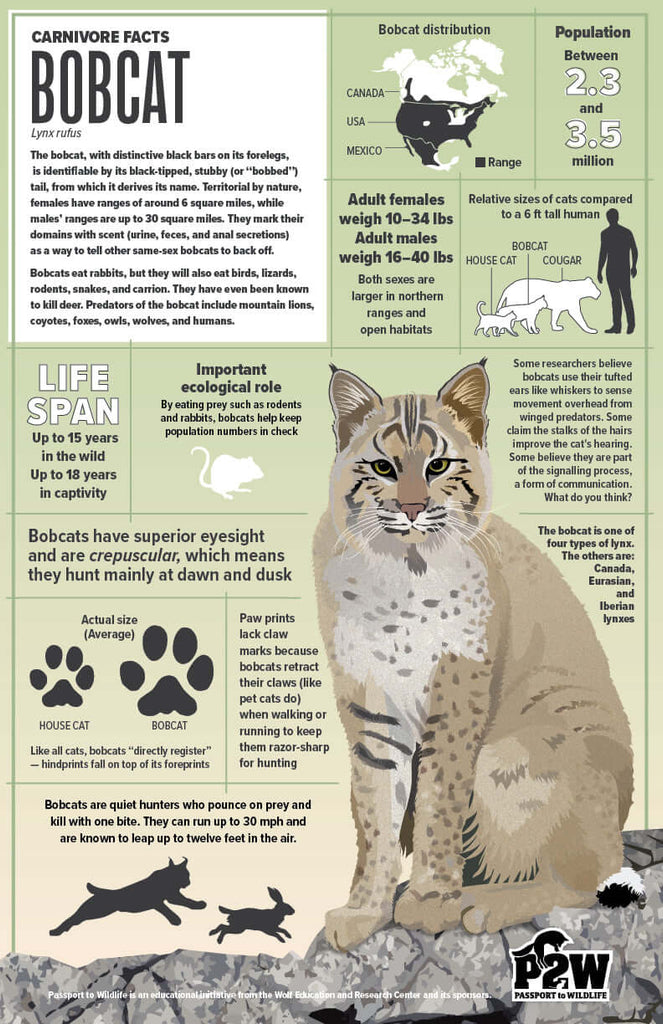 Bobcat Facts 11x17 Poster showcasing bobcat information, including facts about diet and range for wildlife education.