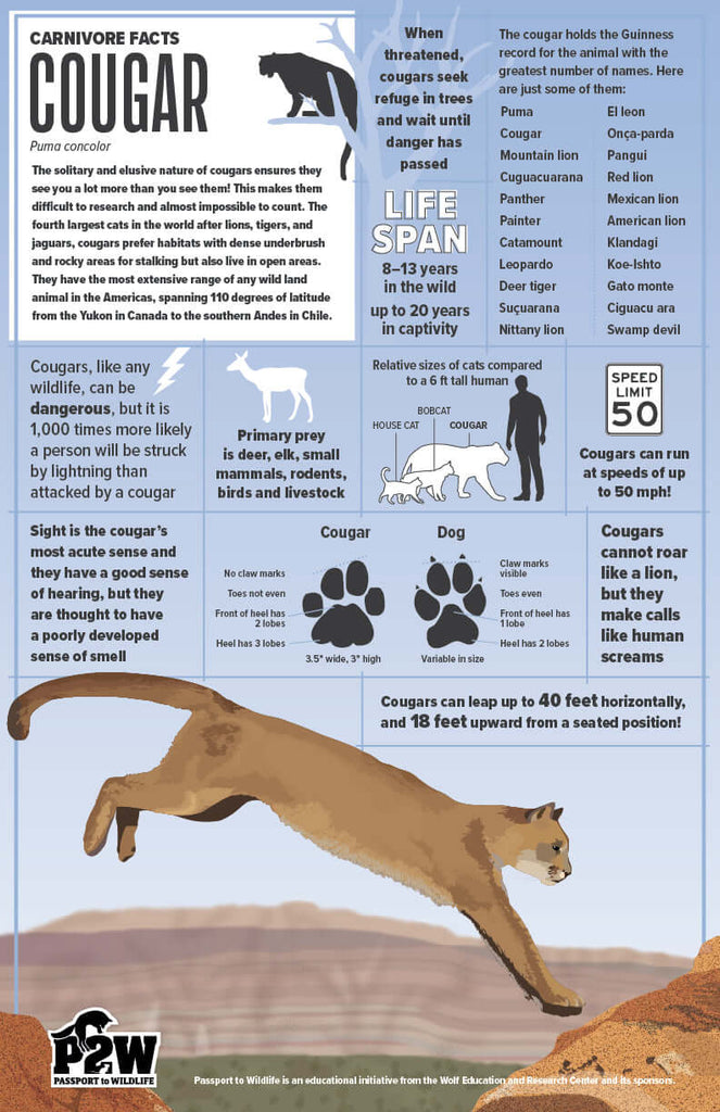 Cougar Facts 11x17 Poster showcasing cougar information, diet, size, speed, and wildlife education details.