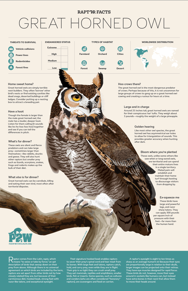 Raptor Facts: Great Horned Owl 11x17 Poster featuring engaging graphics and educational content for wildlife education.