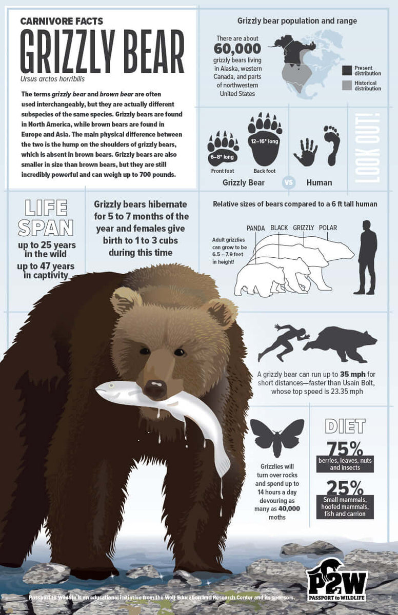 grizzlybear_1200x1200.jpg?v=