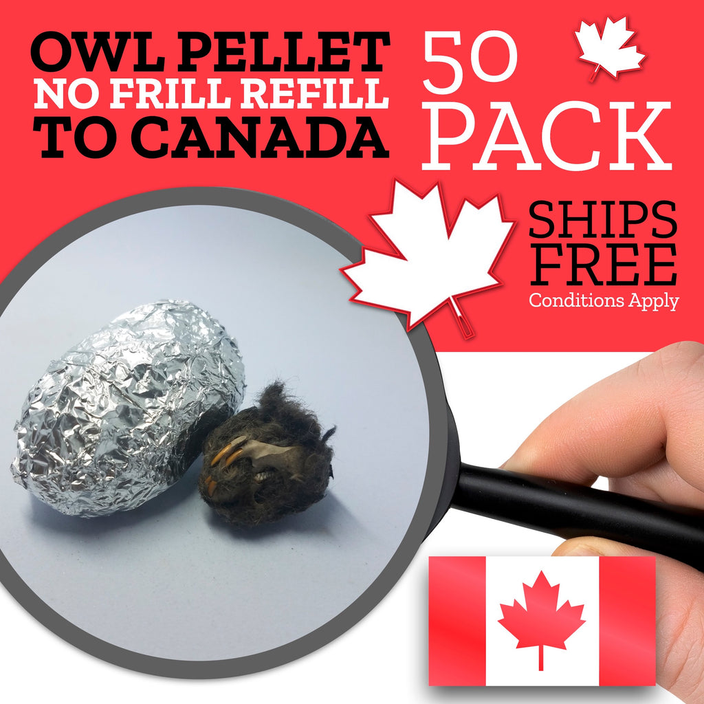 50 Medium Owl Pellets To Canada (Price in USD)