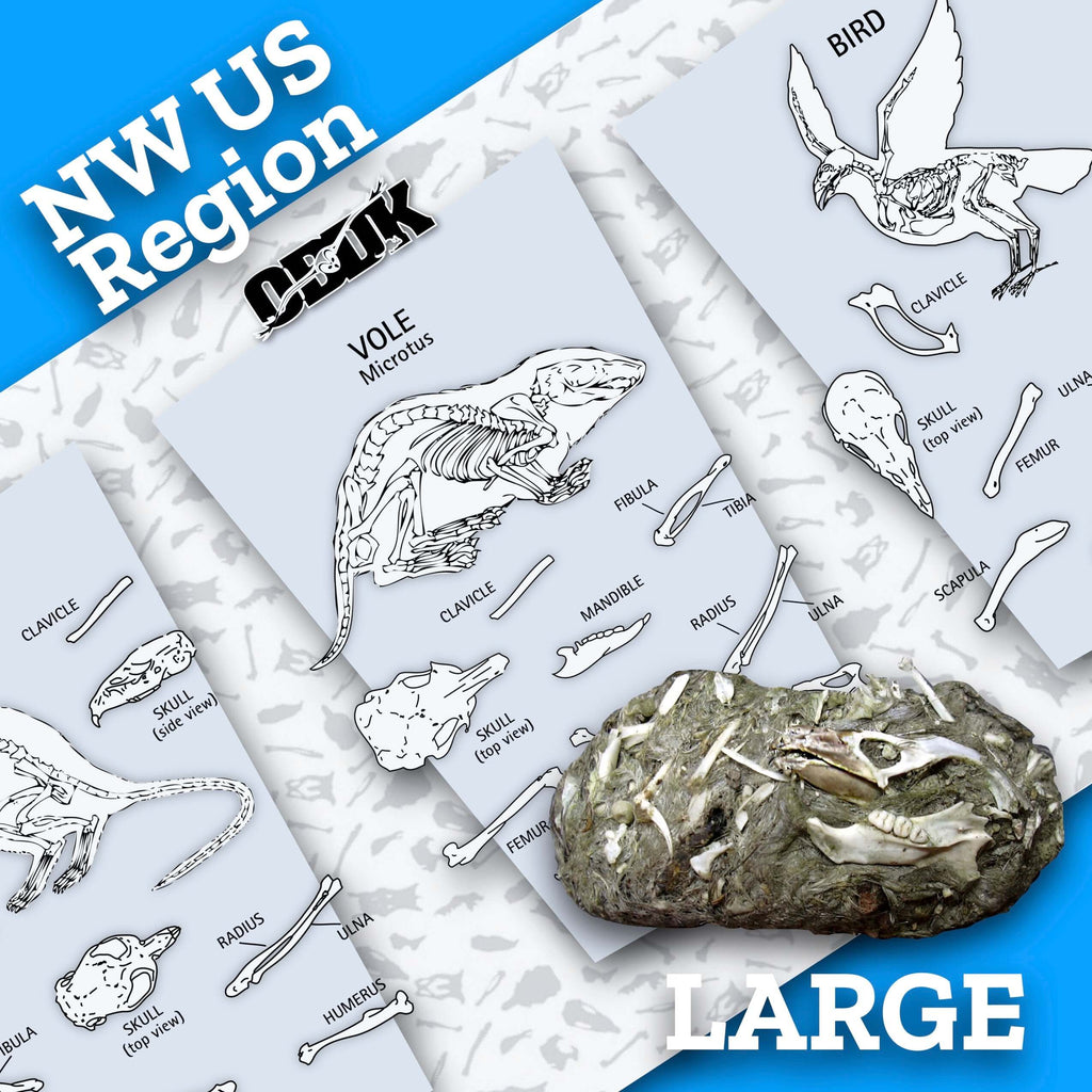 Extra-Large NW Barn Owl Pellets + Picks displayed with animal skeleton charts for biology learning and wildlife education.