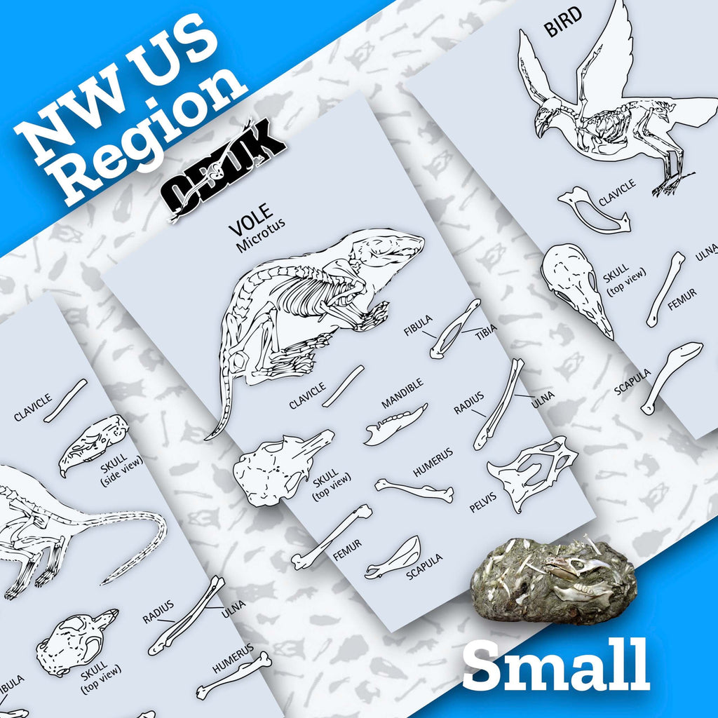 Small NW US Barn Owl Pellets + Picks educational dissection tools and skeletal illustrations for wildlife education.