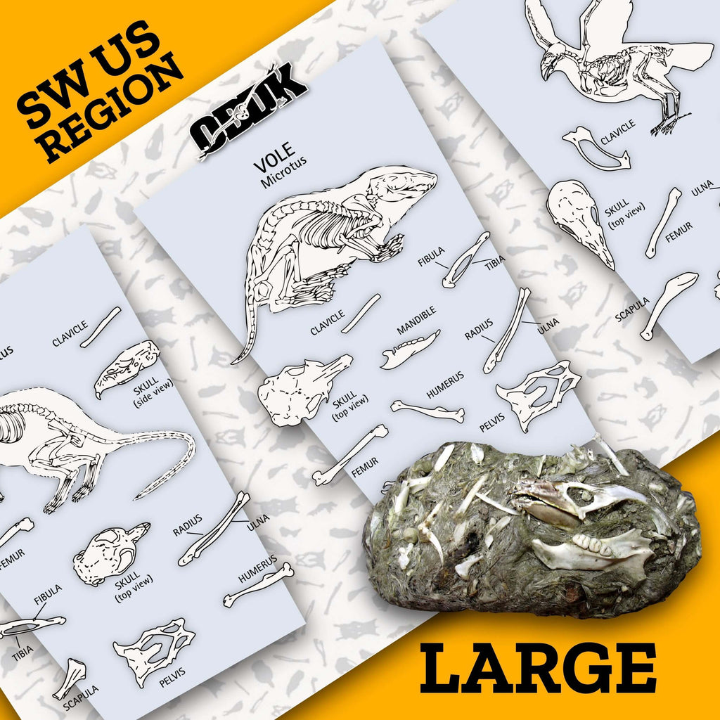 XL SW Barn Owl Pellets + Picks educational resource with dissection tools and wildlife anatomy for biology learning.