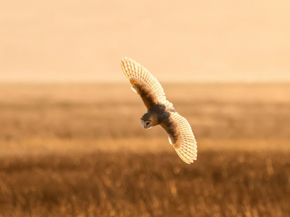 A barn owl hunting low over a golden field at dusk