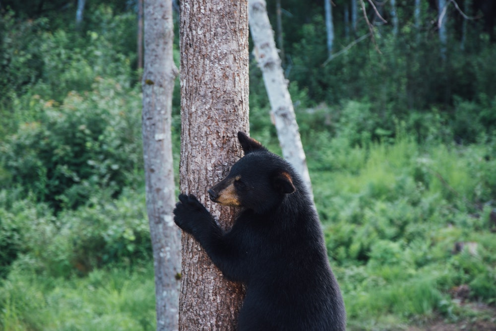 What's the most well known bear in North America?