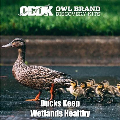 What Is A Duck's Role in Ecosystems? – Owl Brand Discovery Kits