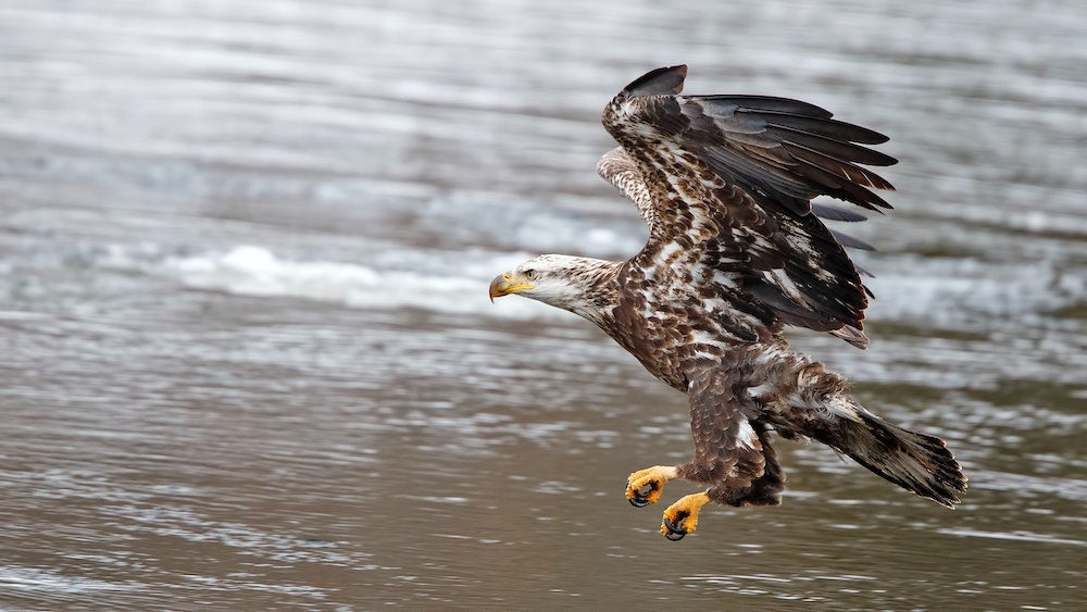 What Federal Protections Do Birds of Prey Have?