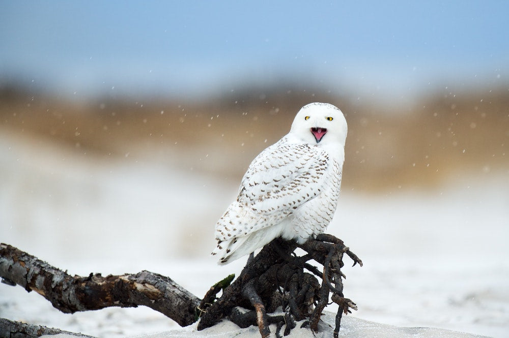 Male and Female Snowy Owls: Know the Difference?