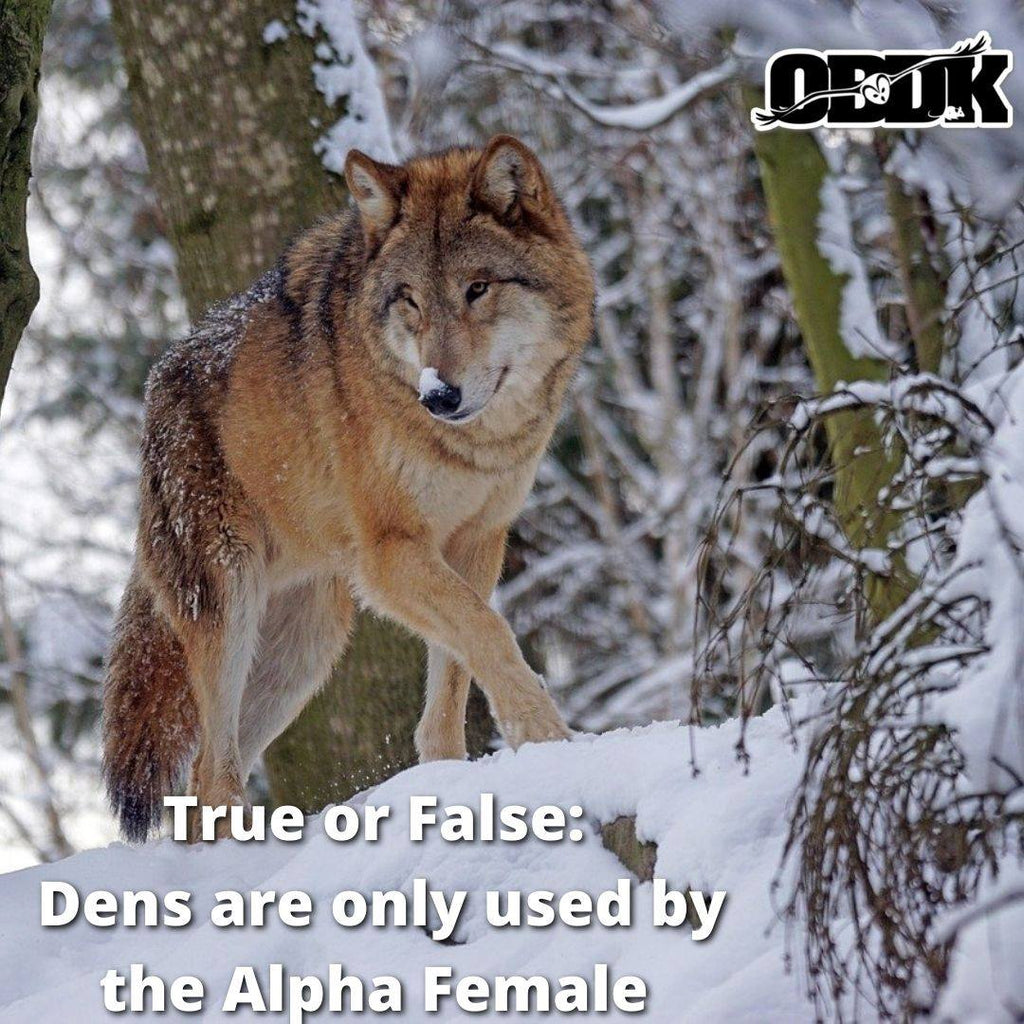 True or False: Dens are only used by the Alpha Female?