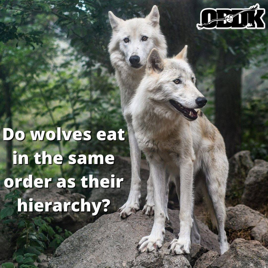 Do alpha wolves always eat first?