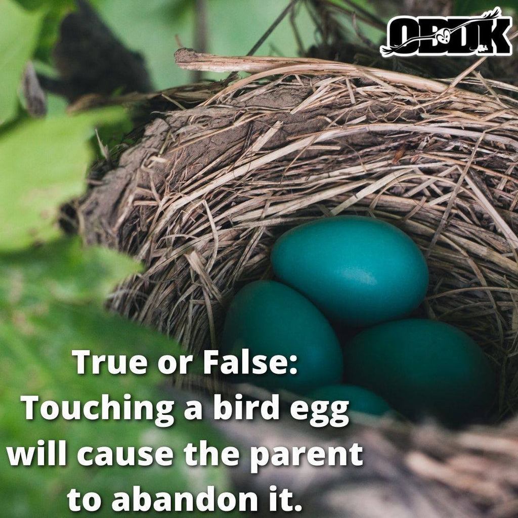 True or False: Touching a bird egg will cause the parent to abandon it.