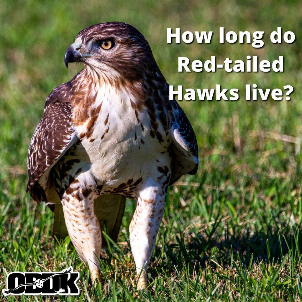 What do you know about Red-tailed Hawks?