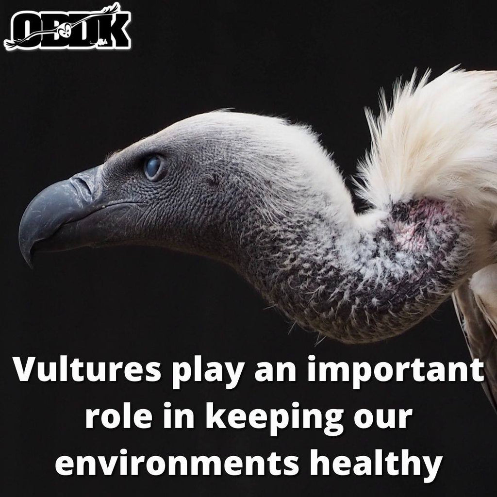 Vultures keep our environment healthy