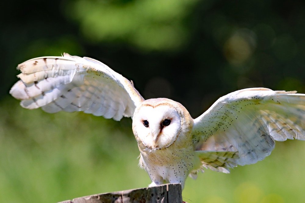 How Can You Tell If A Barn Owl Lives Nearby?