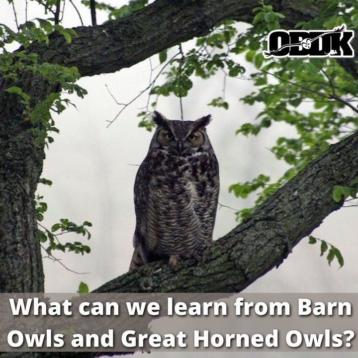 Why Study Owls?