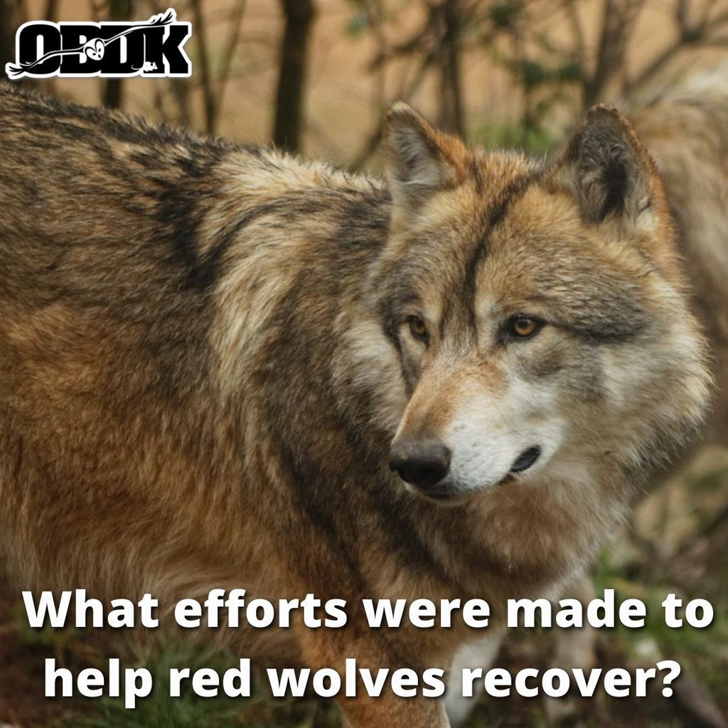What Do Red Wolf Recovery Efforts Look Like?