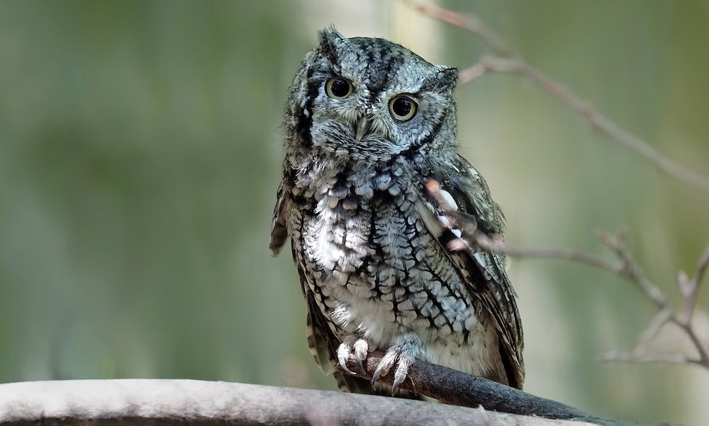 Myths About Owls