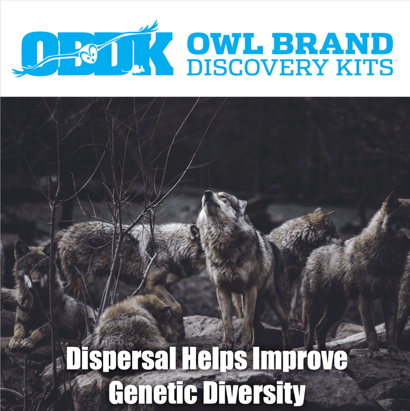 Dispersal Helps Improve Genetic Diversity