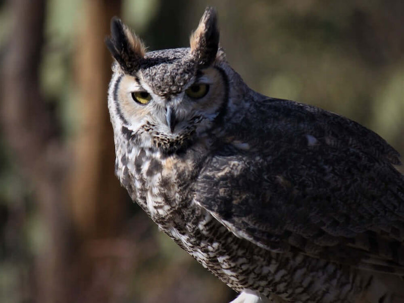 Are you supporting visual learners in your classroom?