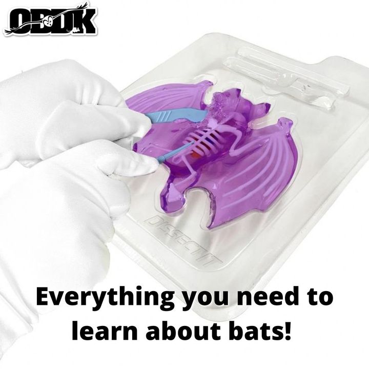 Everything you need to learn about bats!