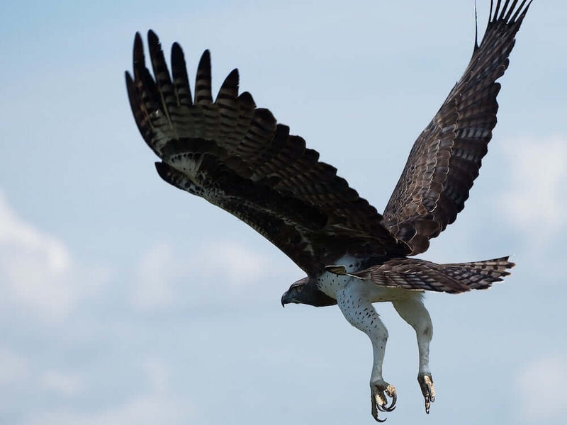 What Does a Bird's Talons Say About Them?