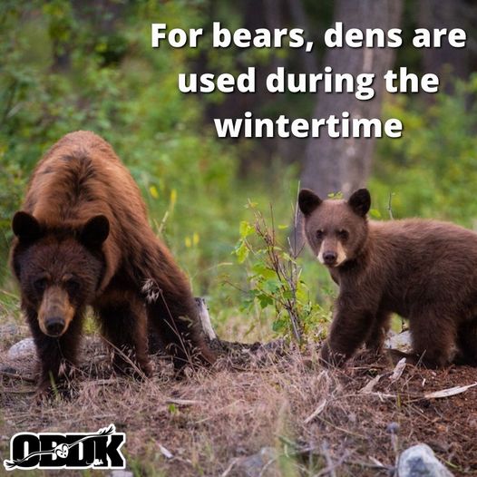 When do bears use dens?