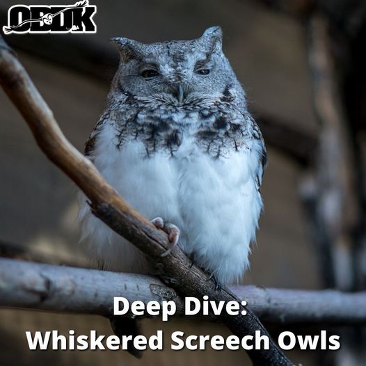 Deep Dive: Whiskered Screech Owls
