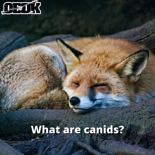 What Are Canids?
