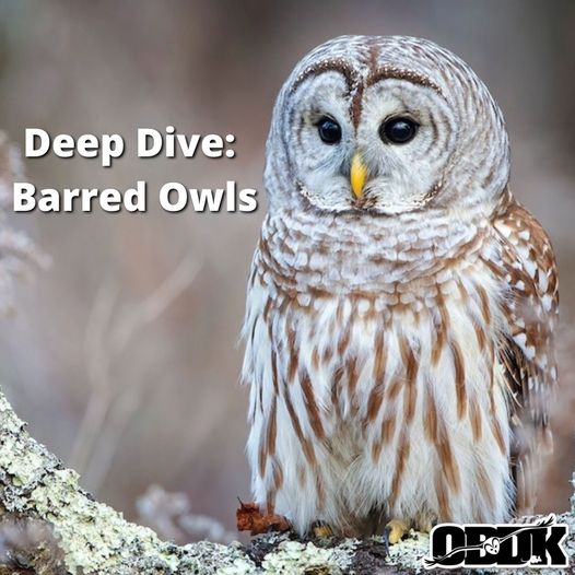 Deep Dive: Barred Owls