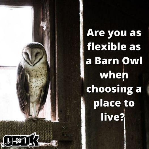 Are you as flexible as Barn Owls when it comes to your home?