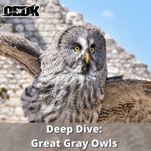 Deep Dive: Great Gray Owls