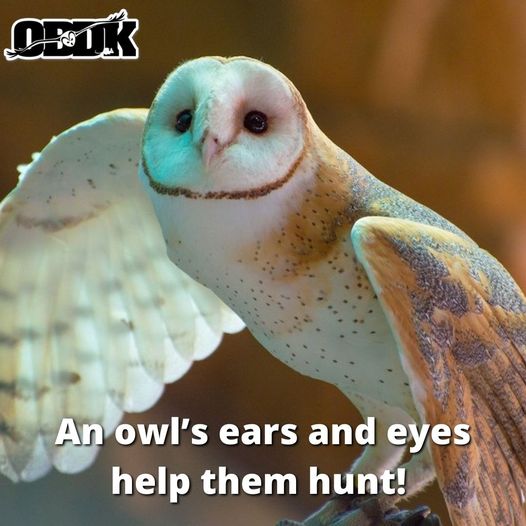 An Owl's Eyes and Ears Help Them Hunt!