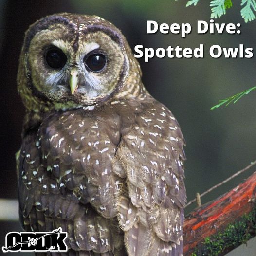 Deep Dive: Spotted Owls
