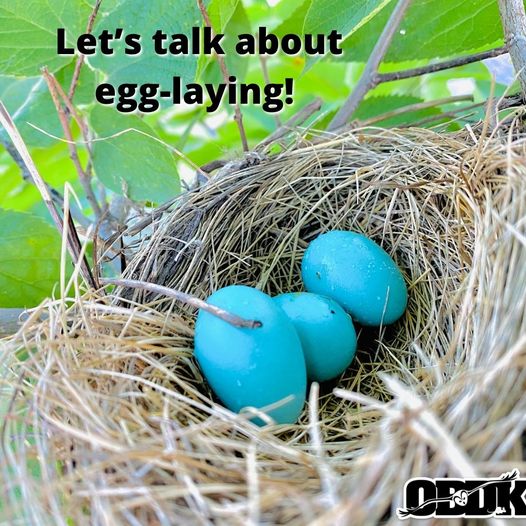 Let's Talk About Egg-Laying!