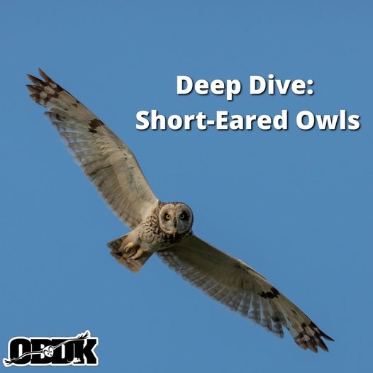Deep Dive: Short-Eared Owls