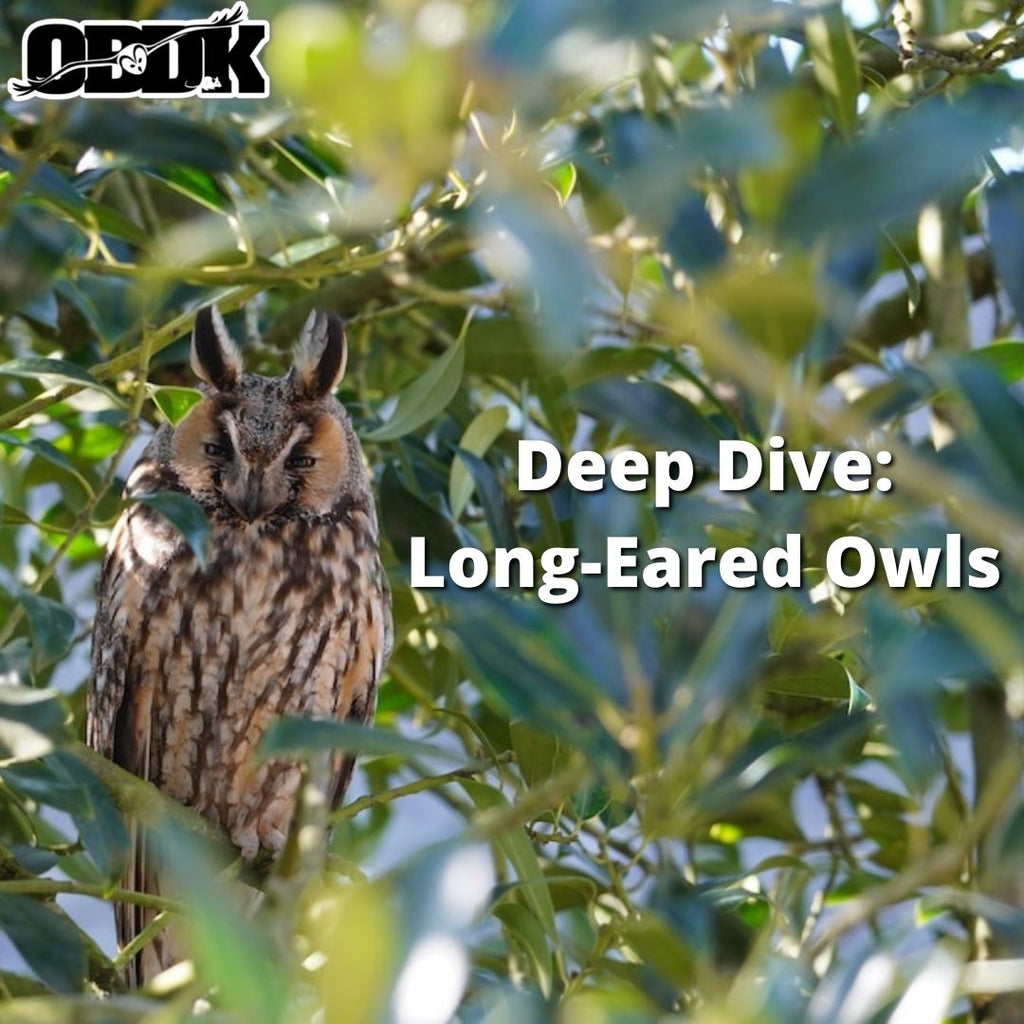 Deep Dive: Long-Eared Owls