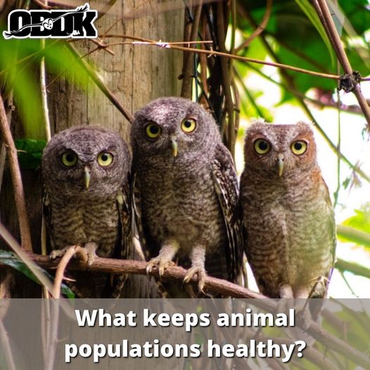What Keeps Animal Populations Healthy?