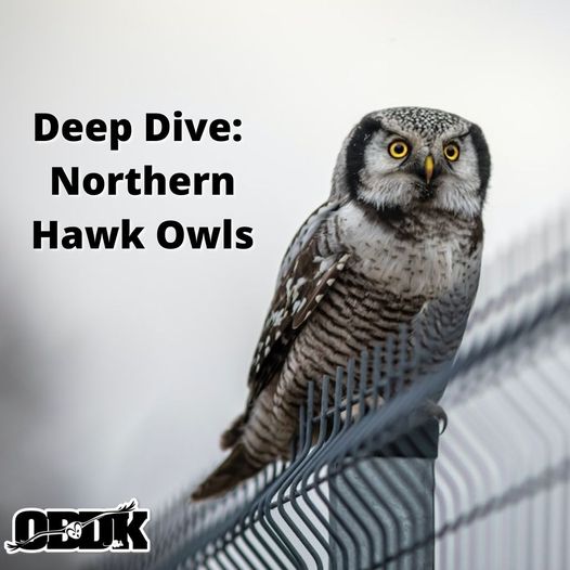 Deep Dive: Northern Hawk Owl