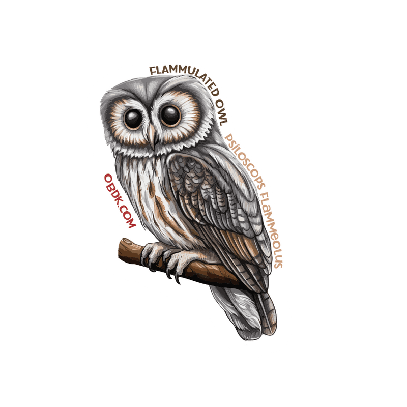 Flammulated Owl 