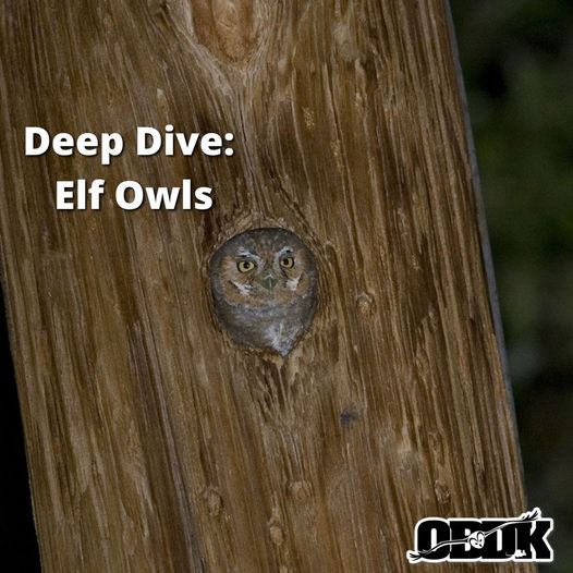 Deep Dive - Elf Owls