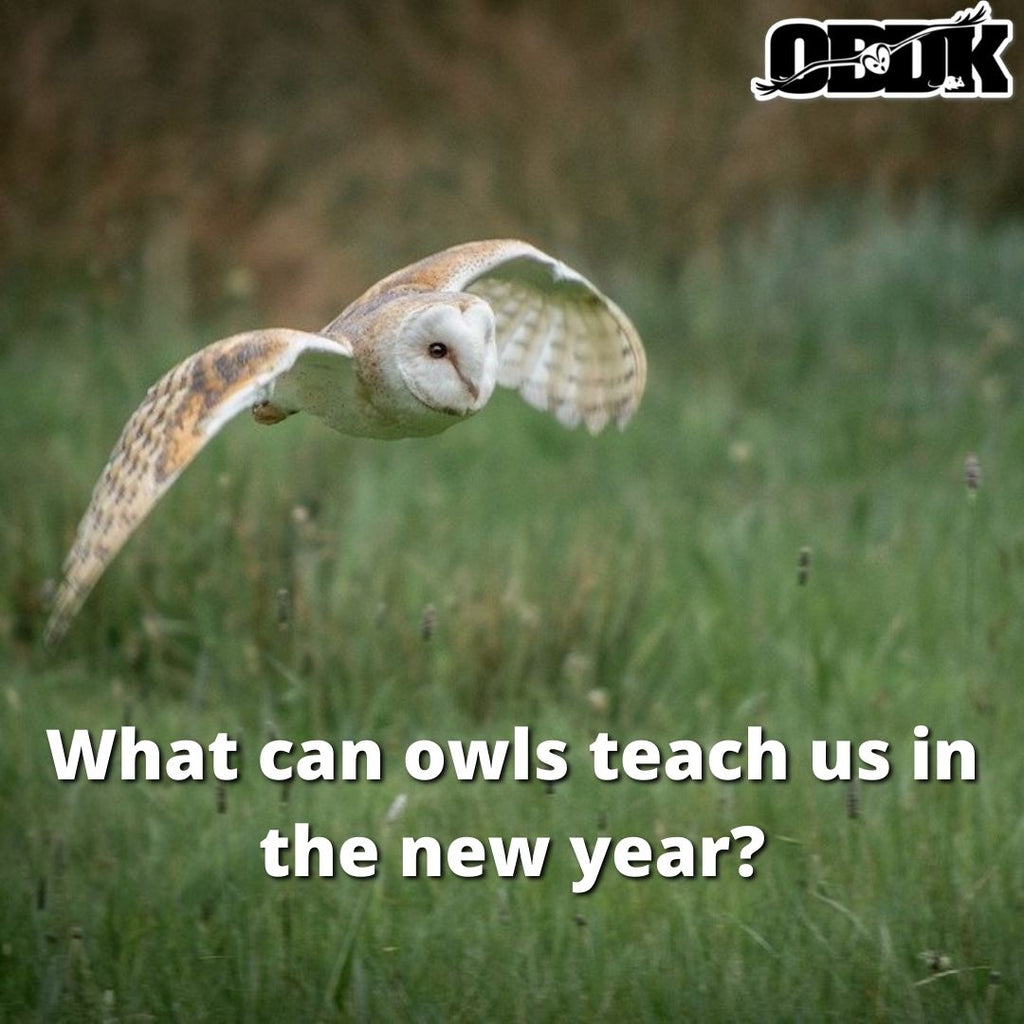 What Can Owls Teach Us In the New Year?