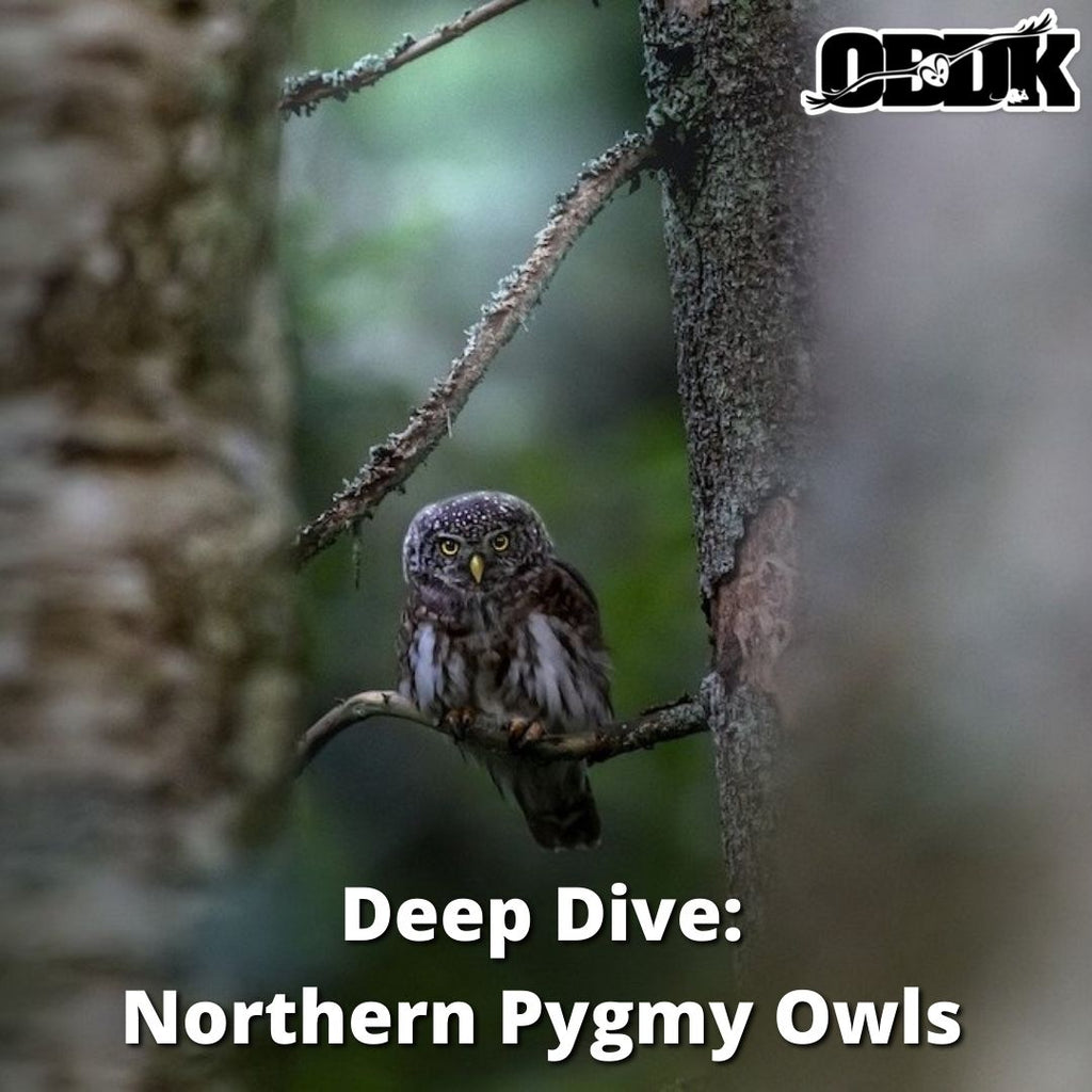 Deep Dive - Northern Pygmy Owl