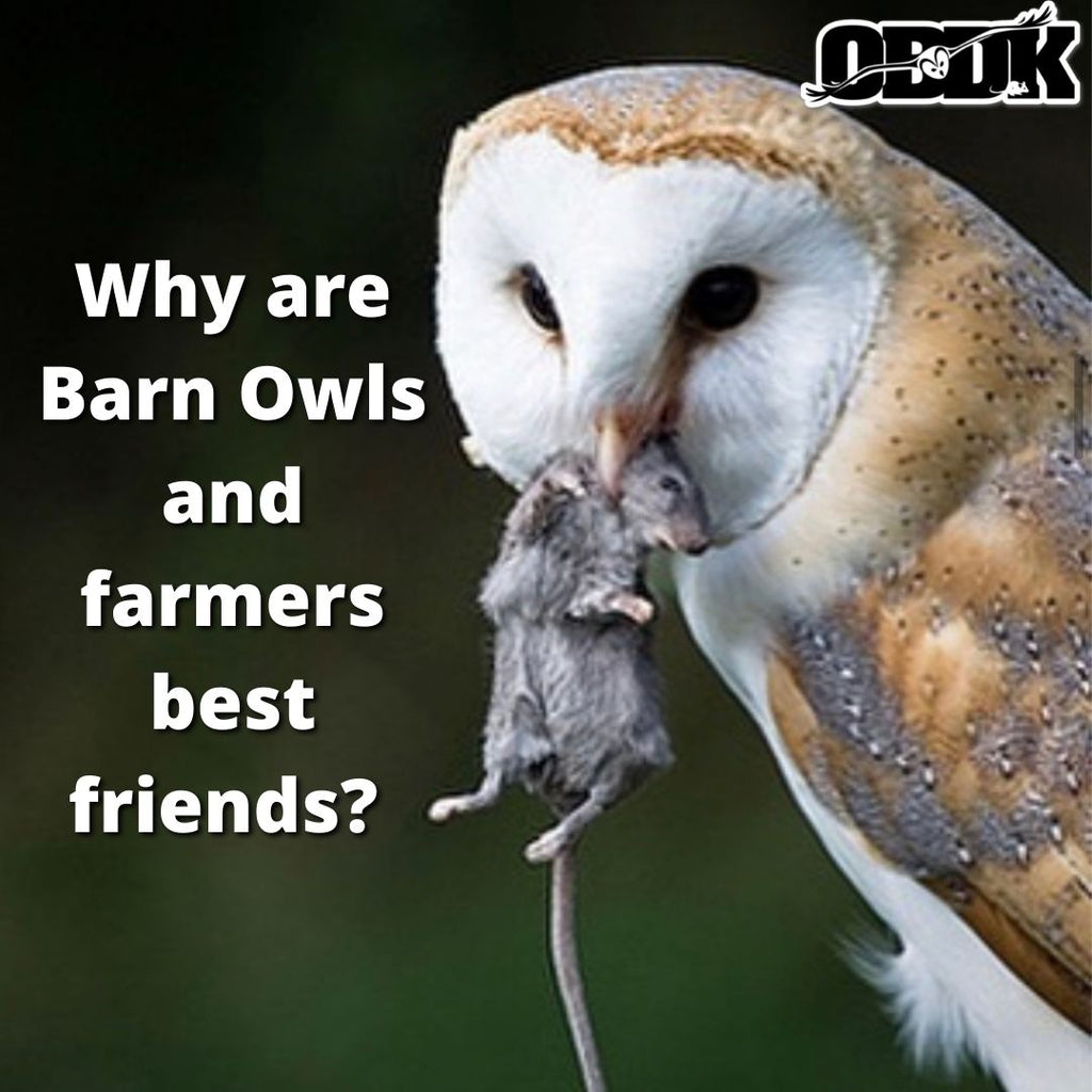 Why Are Barn Owls And Farmers Best Friends?