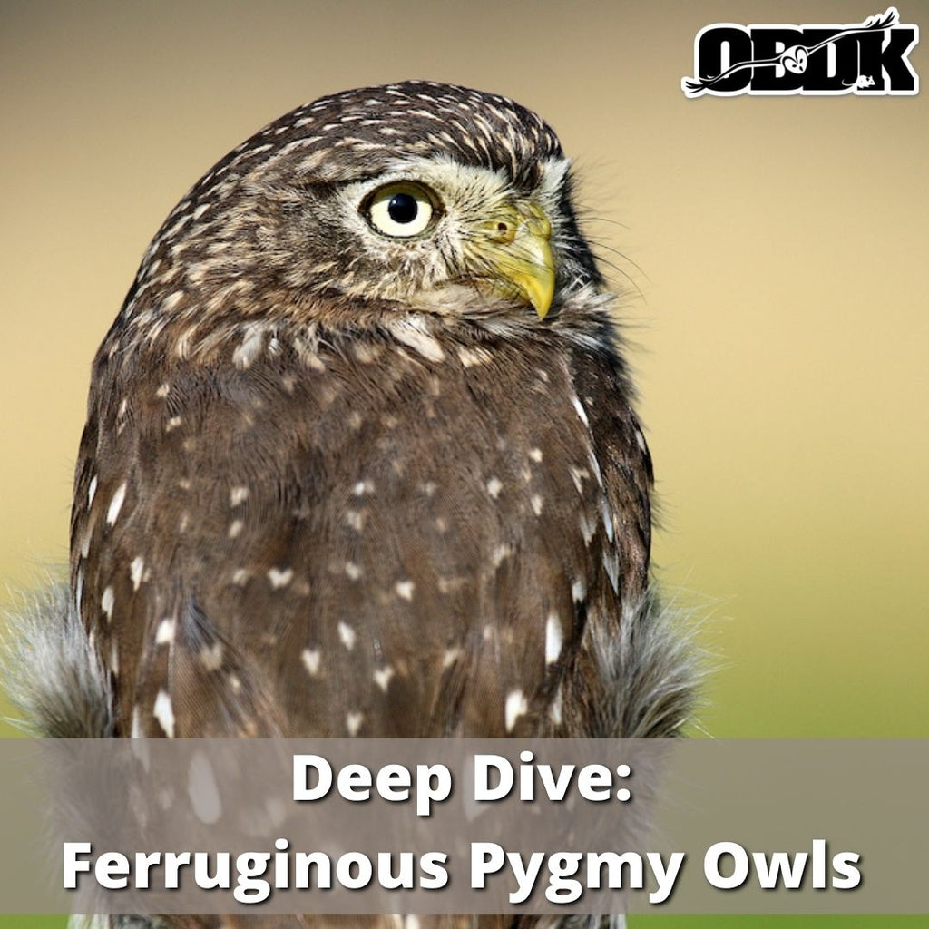 Deep Dive - Ferruginous Pygmy Owl