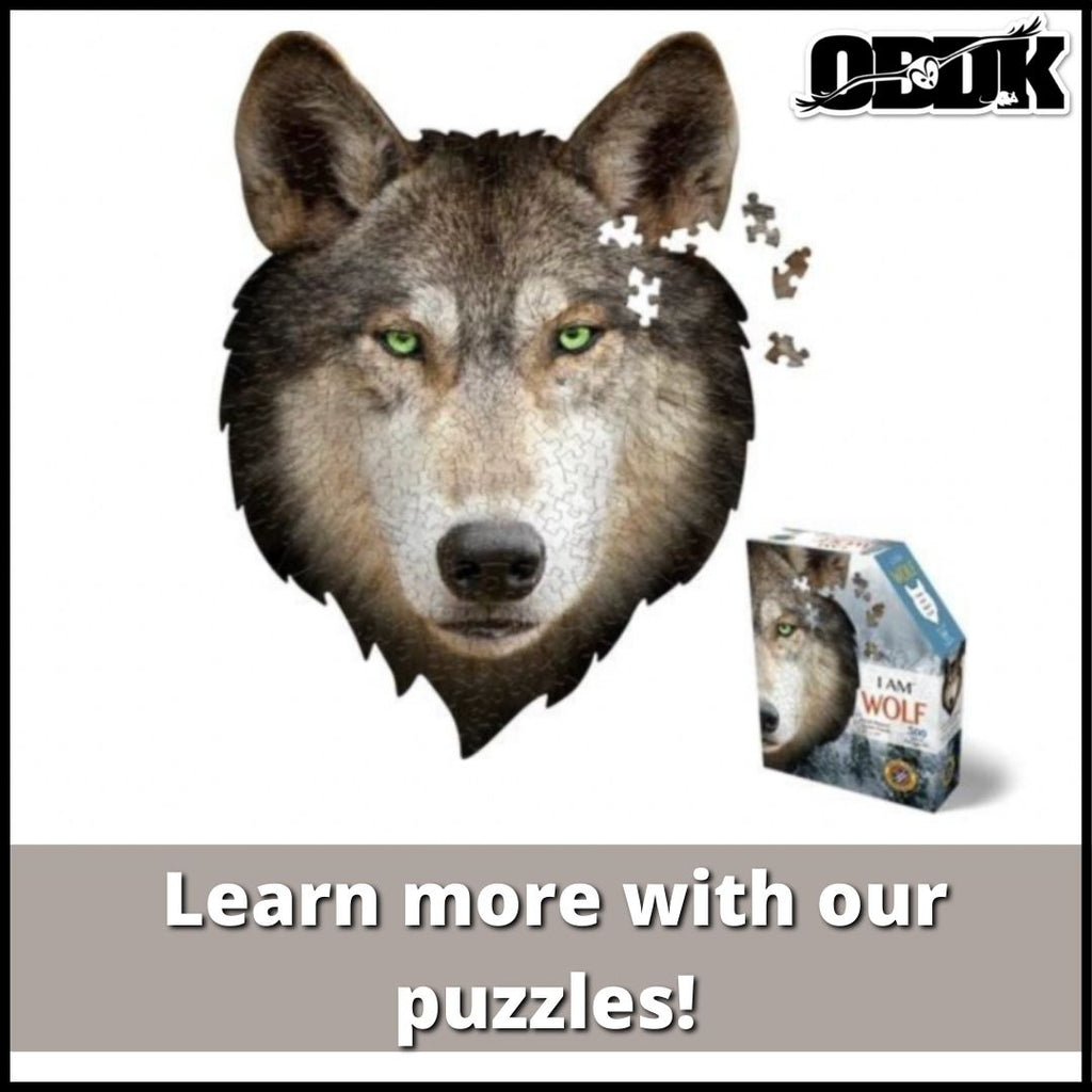 Learn More With Our Puzzles