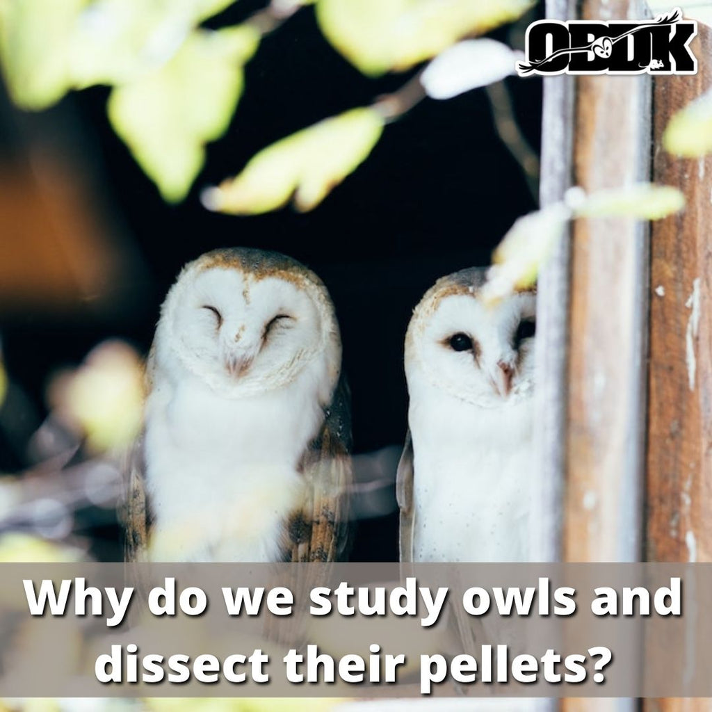 Why Do We Study Owls And Dissect Their Owl Pellets?