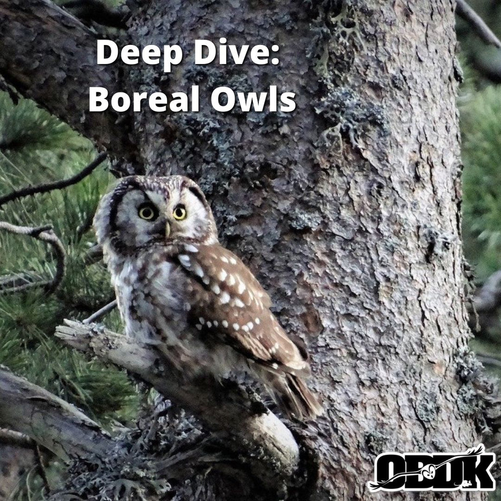 Deep Dive - Boreal Owl