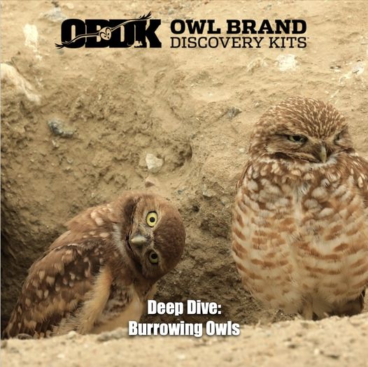 Deep Dive - Burrowing Owls